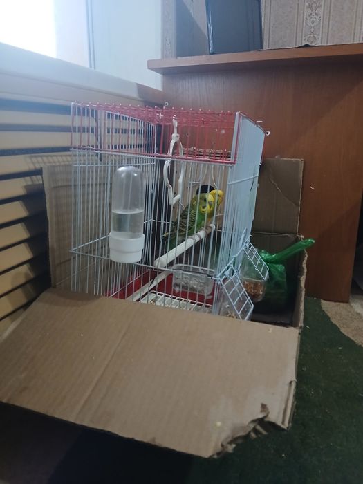 Папугай волнистый