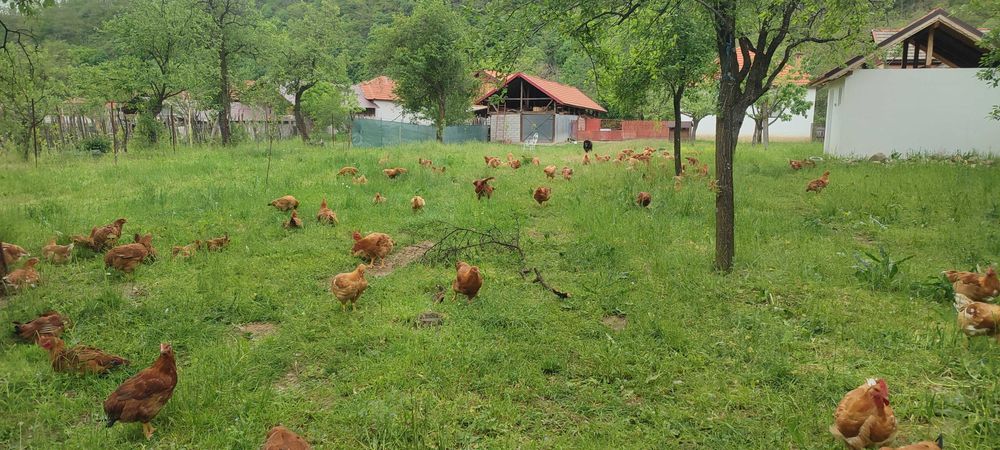 Vand pui de gaina crescuti la tara