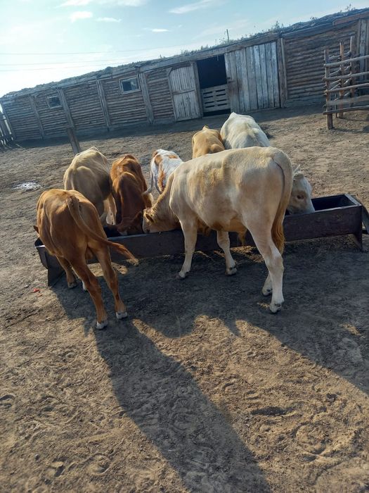 Продам КРС 20 голов