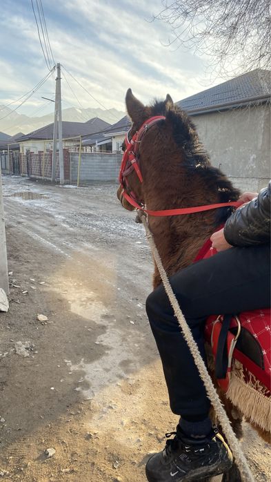 жеребята 8 месяцев