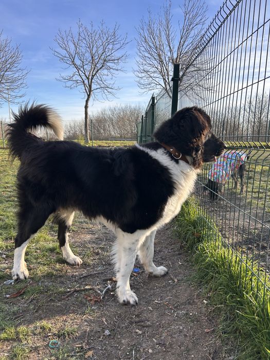 Каракачанско куче