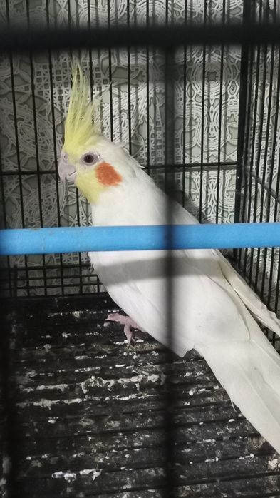 Попугай Корелла Кореллл