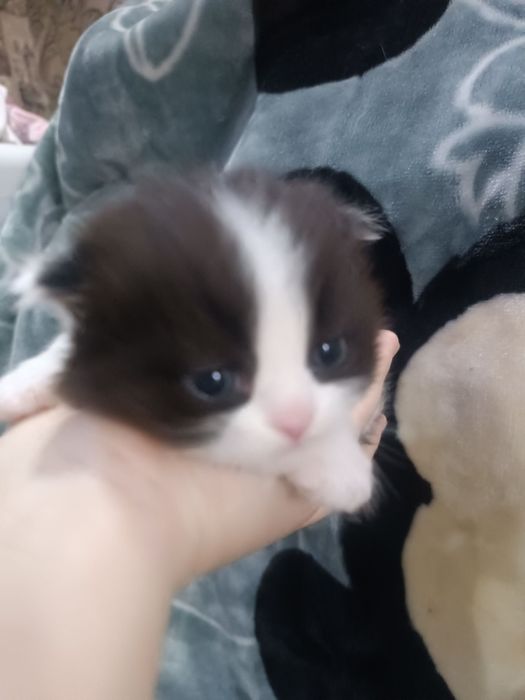 Вислоухие котята