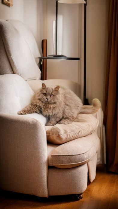 Motănel British Longhair