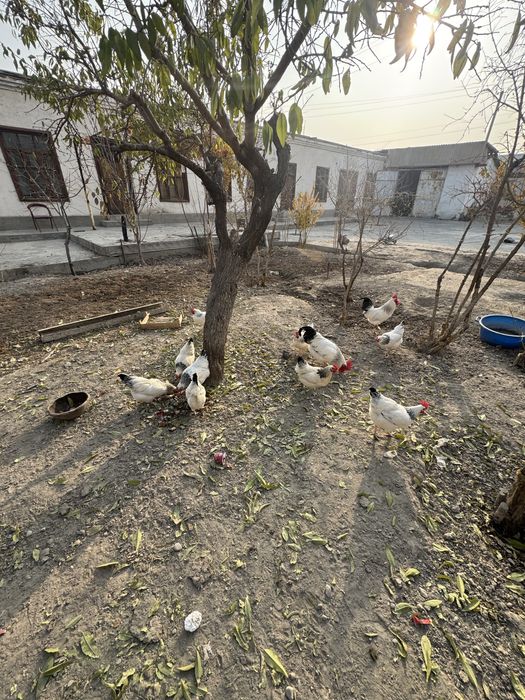 Адлер серебристый инкубацион тухумлари сотилади. Тоза кон.