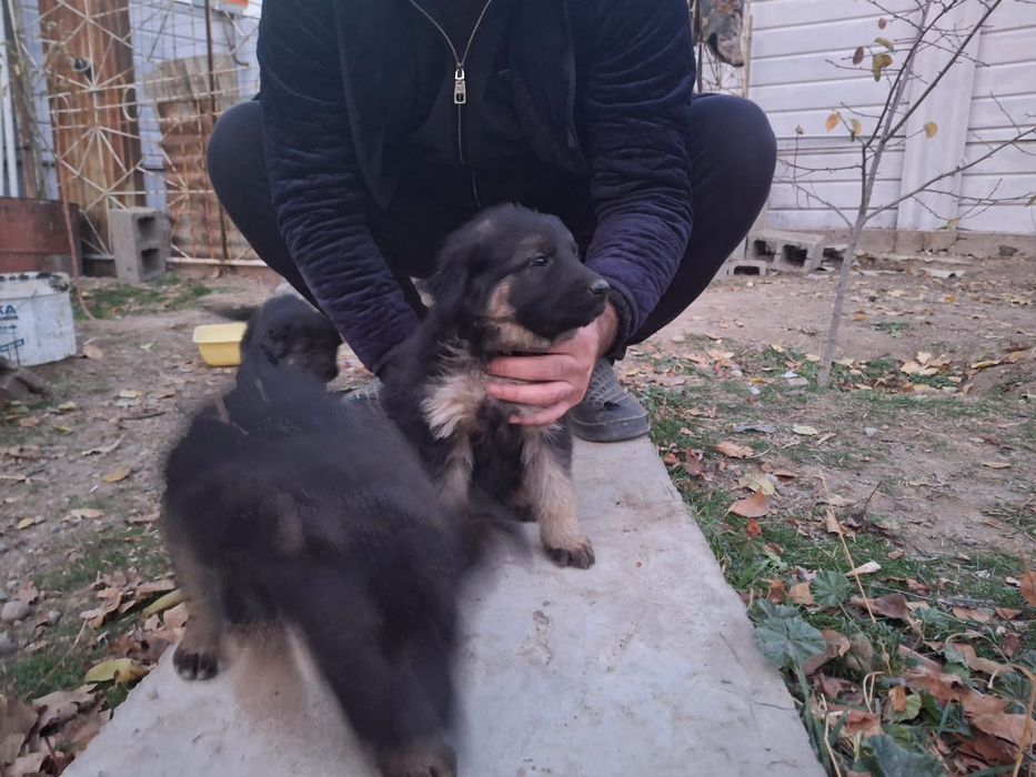 Щенки овчарок девочки