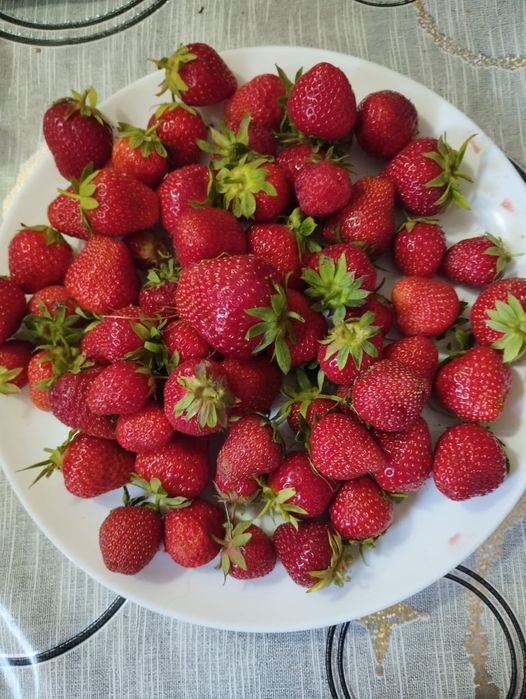 Саженцы клубники разовой.