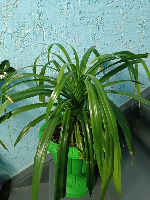 Домашние  Цветы продам