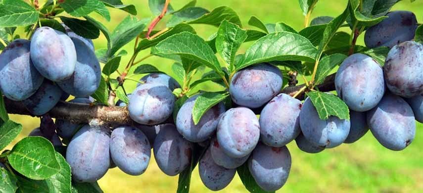 Vand prune - Tinaud