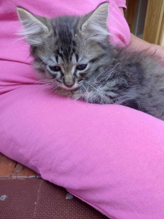Подарявам малки котенца-3 от тях са на около 3 месеца , а другите на не повече от 2 месеца