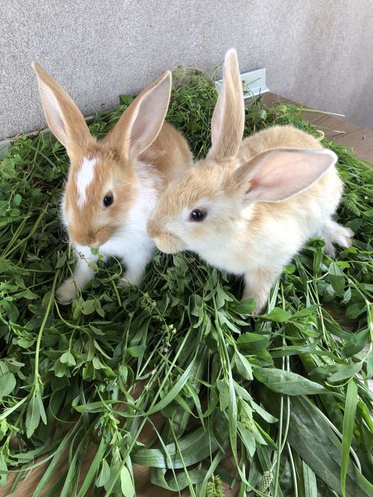 Продаются кролики