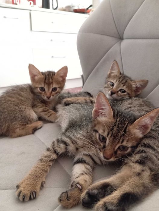 Котята милые в хорошие руки