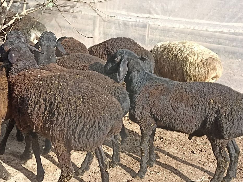 Qõchqorchalar tojigiston qo‘ylari