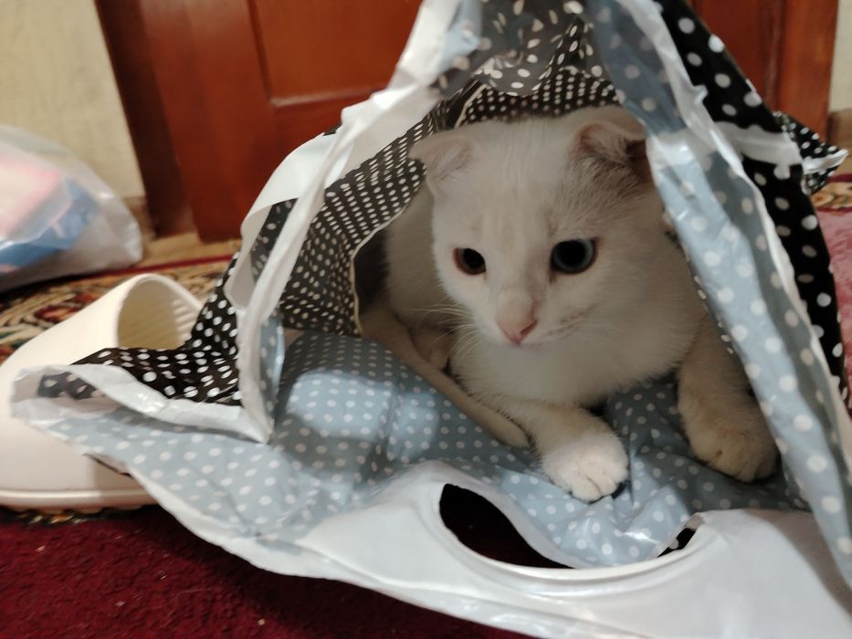 Пропала кошка по имени Арчи