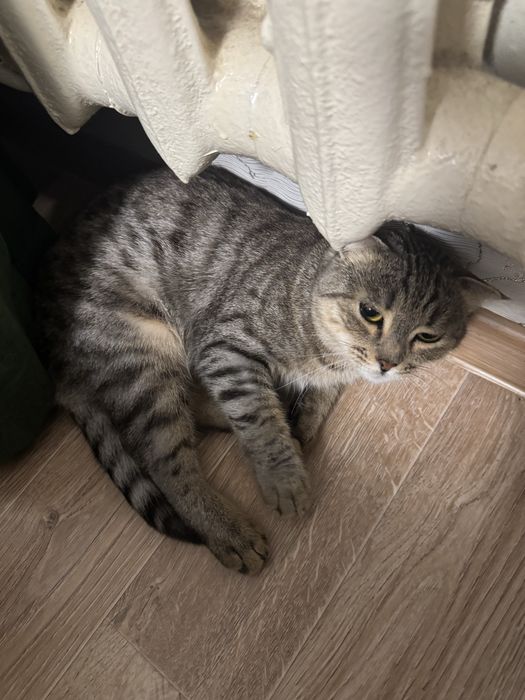 Отдам кошку в добрые руки