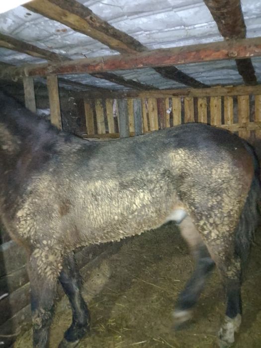 Кұнан Сатам. Продам Кунан