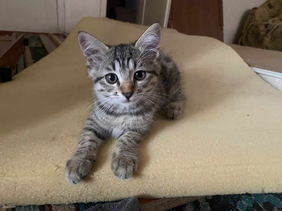 Отдам котят в добрые руки