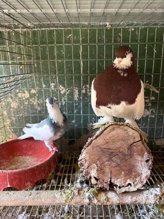 Vând pereche porumbei