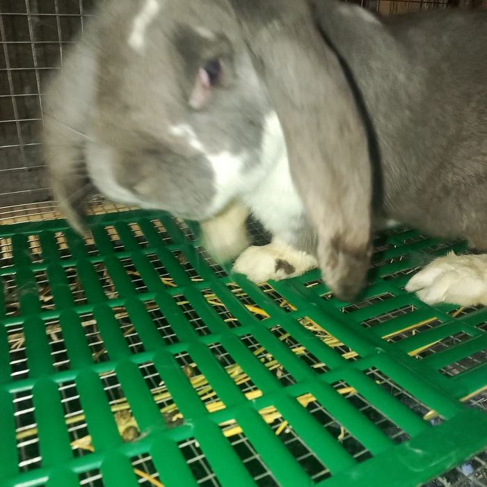 Кролик самец Французский Барашек