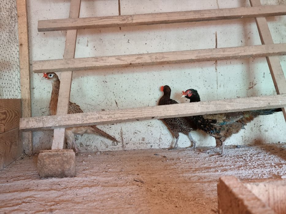 Fazani tenebros si roscati