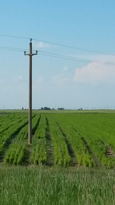 Puieti salcim ,ulm, clădită, etc