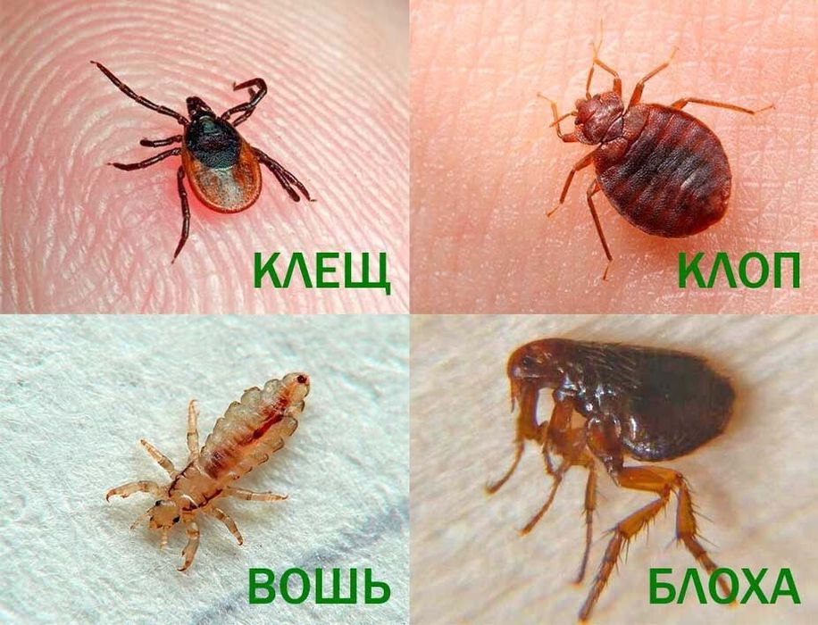 Dizinfeksiya 20% скидка