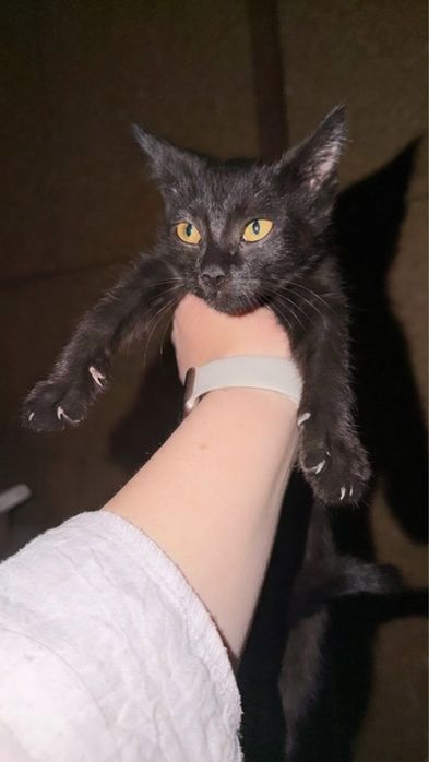 отдам двух котят