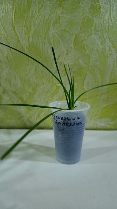 Комнатные растения