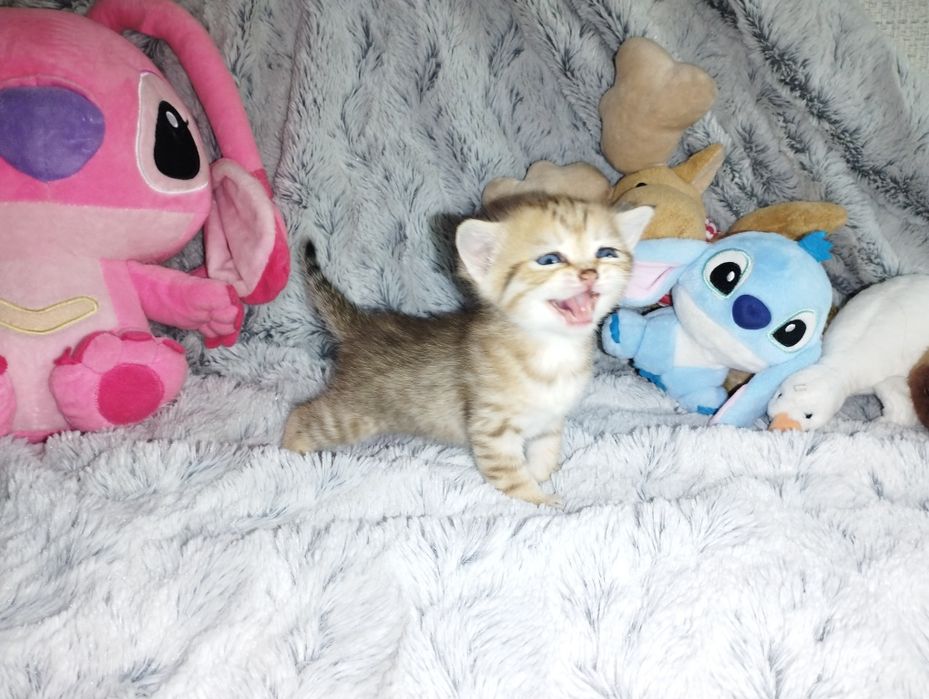 Котята скоттиш -фолд, скоттиш - страйт