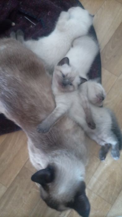 Сиамские котята.