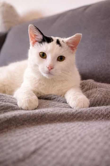 MuNa – pisică pregătită pentru adopţie