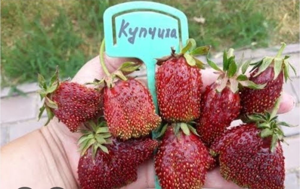 Рассада Клубники Купчиха