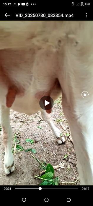 Козочка высокоудойной козы