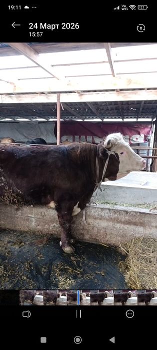 Продам быка откорма
