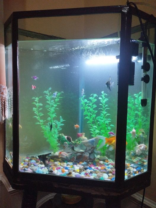 Akvarium jixozlari bilan