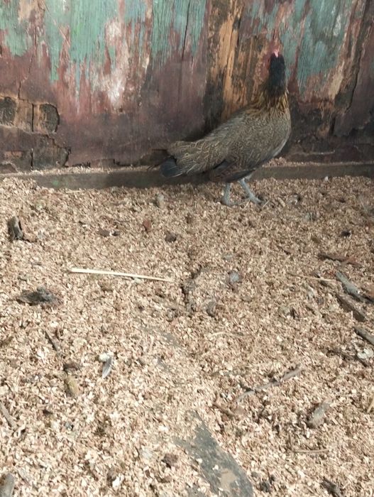 Продам пару Фениксов