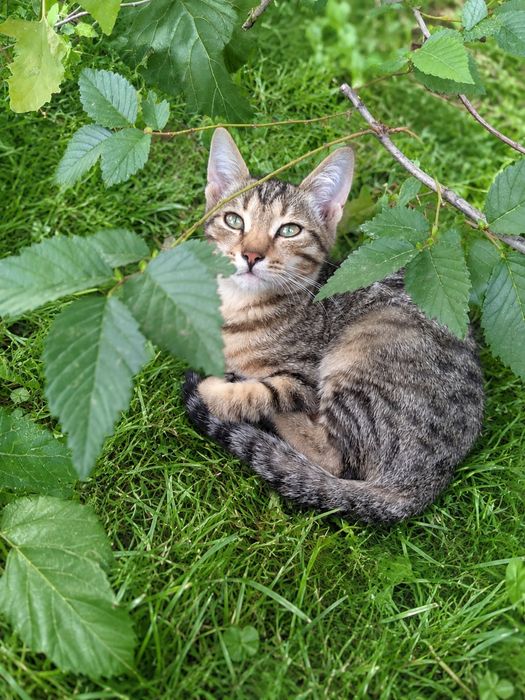 Отдам котят срочно,крысоловы,дом под снос, нужно срочно пристроить