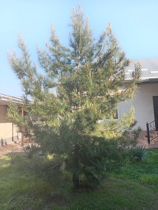 Продаётся сосна 4 метр