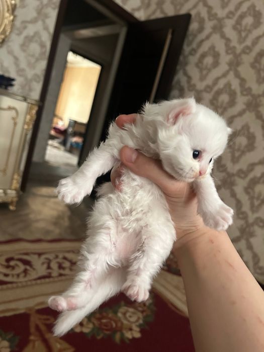 skottish fold strayt turk angora bolalari