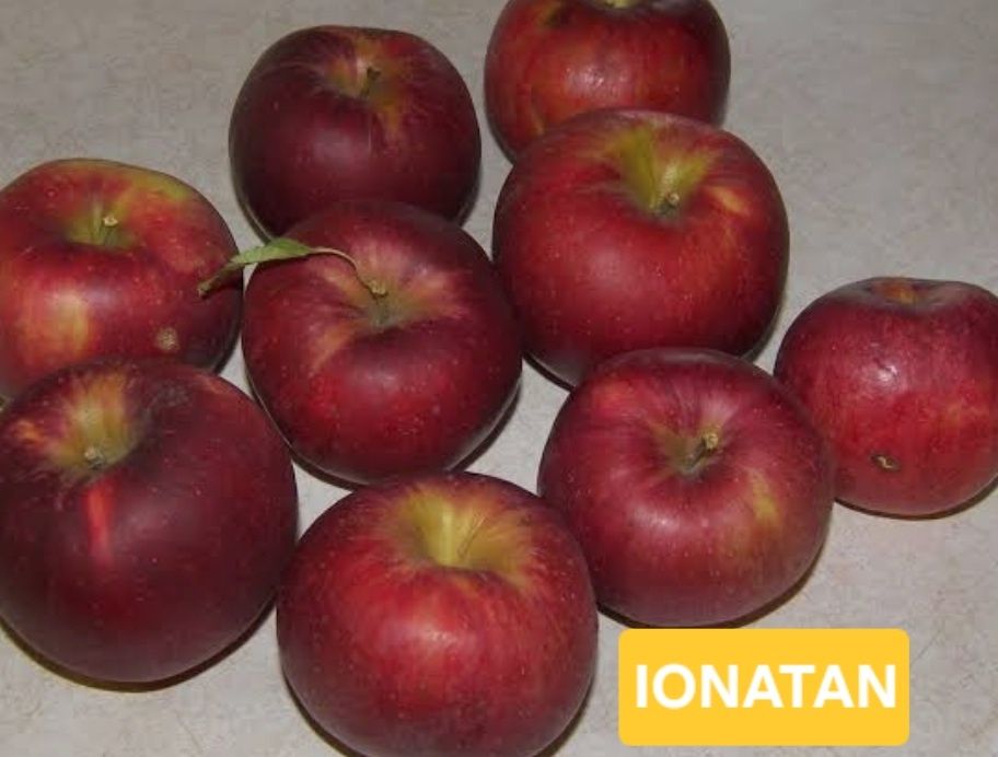 Pomi fructiferi  aclimatizați