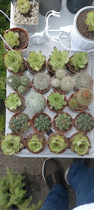 Cactuși și plante suculente