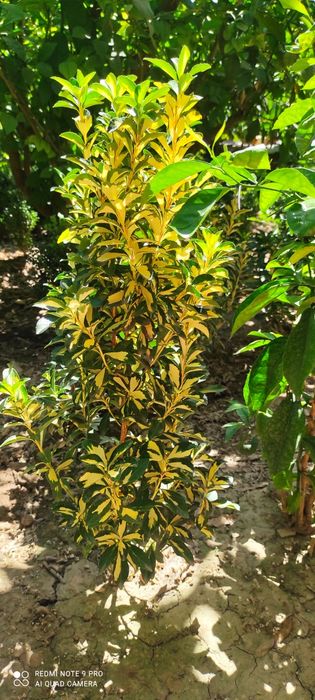 Лимон Шамшот рангли Изгородь