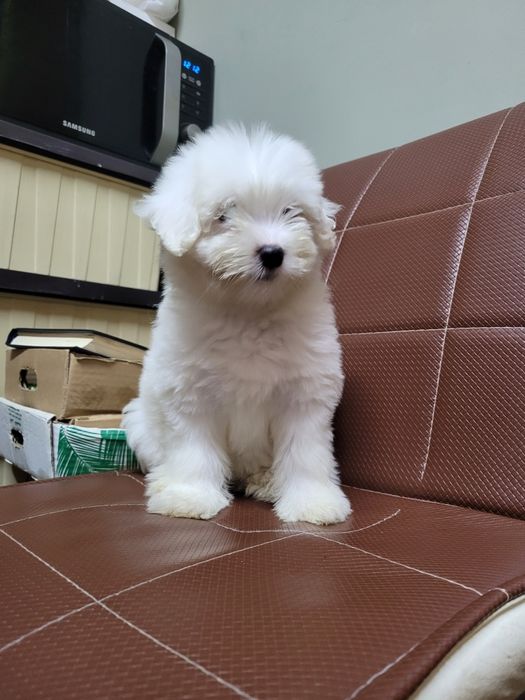 Bichon maltez pui