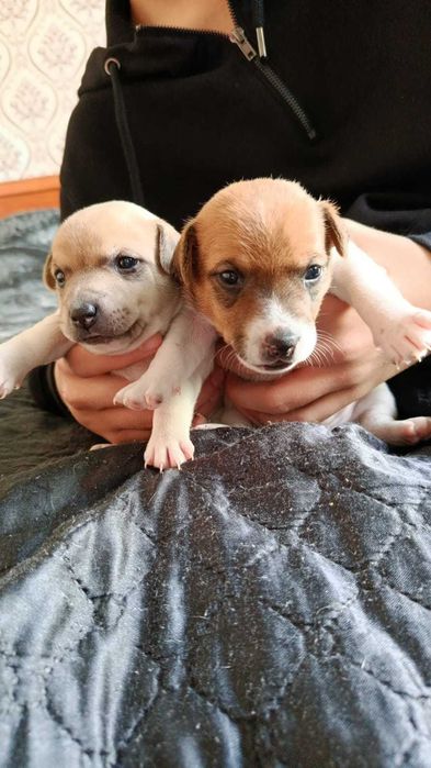 продам щенков джек рассел