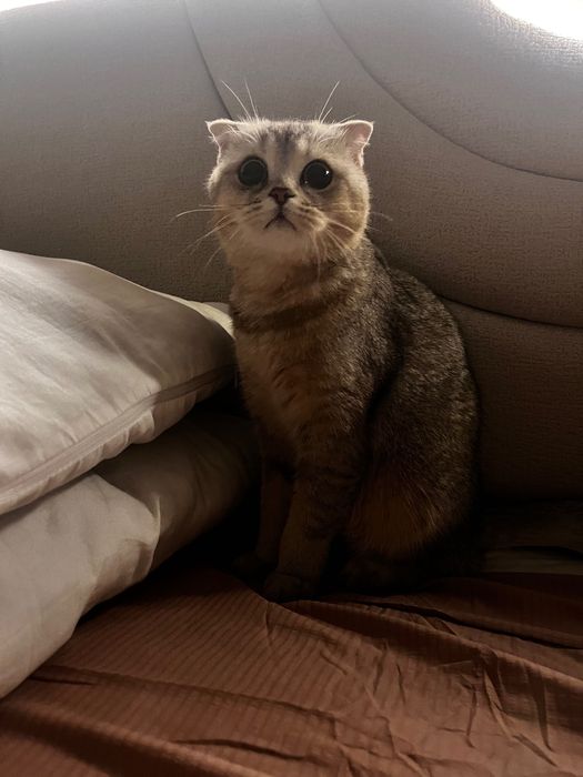 продажа кошка шотландская