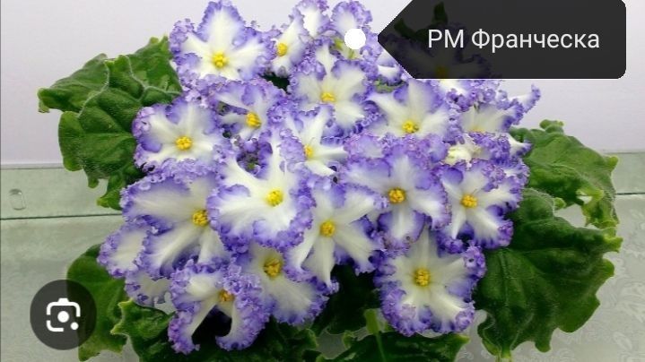 Продаются детки сортовых фиалок