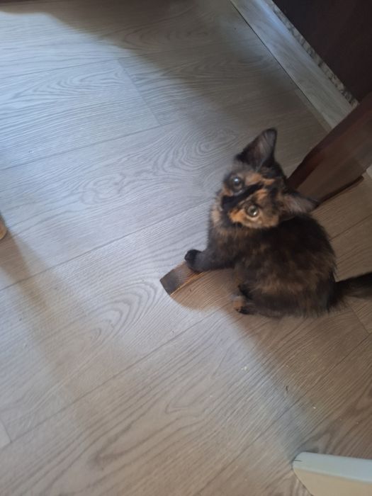 Котята девочки 2 месяца