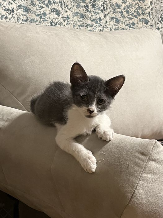 Котенок отдам в хорошик руки