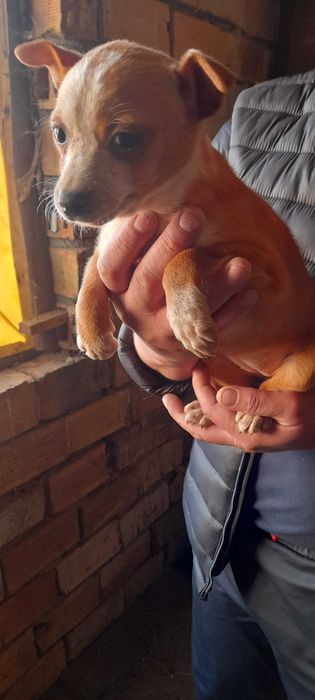 Кученца за продаване