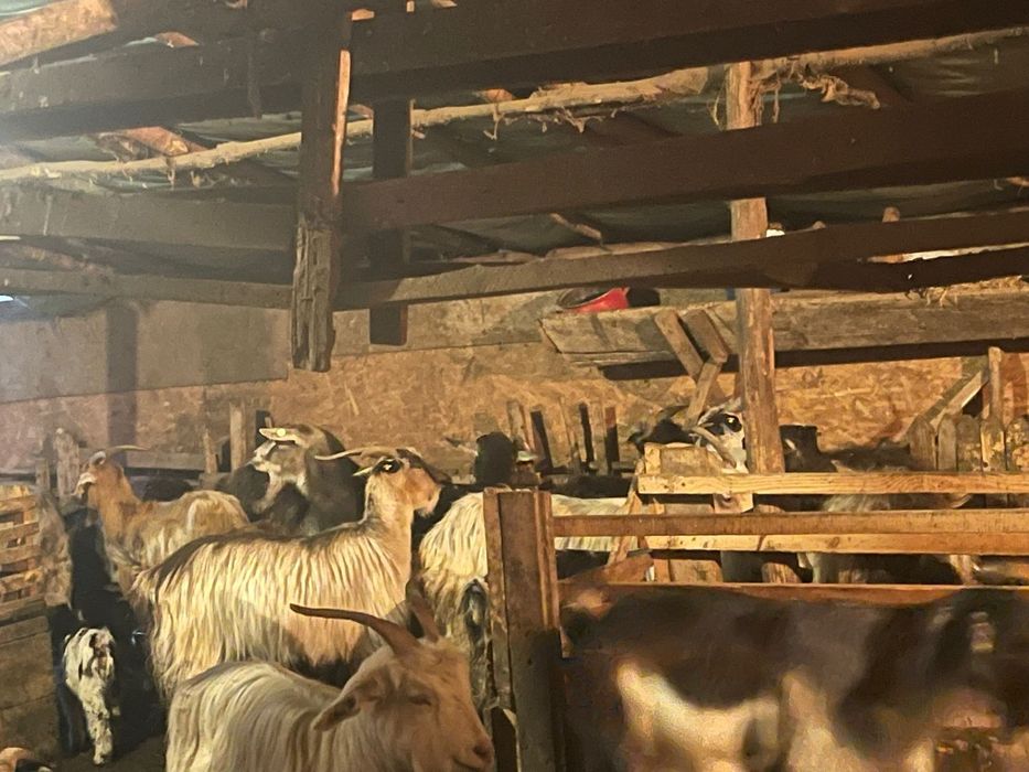 Capre cu iezi după ele